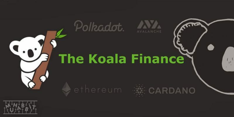 Koala Finance, İlk Testnet Programını Duyurdu!